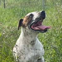 Photo of Patch
