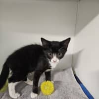 Photo of Sir Pounce