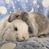 Photo of Pistachio & Truffle (Located Wantirna South) 
