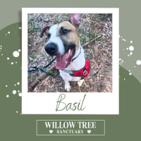 Photo of Basil