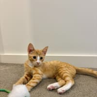 Photo of Teddy