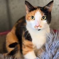 Photo of Luna