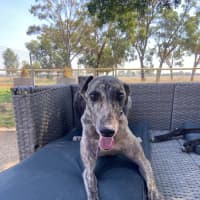 Photo of Roxy