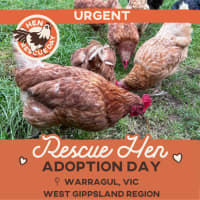 Photo of 🚨 Urgent: Rescue Hens From An Egg Farm 🫶