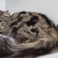 Photo of Juniper