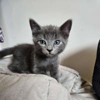 Photo of Pesto   Located In Preston