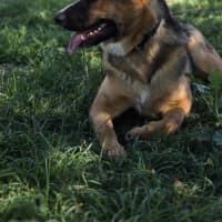 Photo of Cosmo