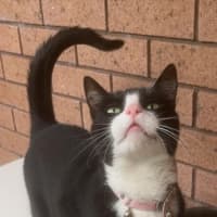 Photo of Kitty