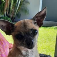Photo of Pixie   3 Year Old Chihuahua