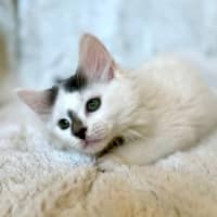 Photo of Emma (Baby Spice)   In Foster In Templestowe