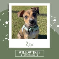 Photo of Rex