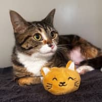 Photo of Plum
