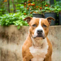 Photo of Bosco 