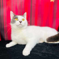 Photo of Coraline   Located In Preston