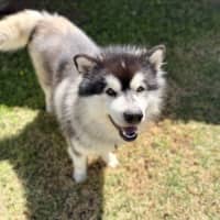 Photo of Boof