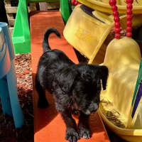 Photo of Alfie   9 Week Old Cattle X Poodle (Trial)