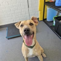 Photo of Mike! 🛋️🦎