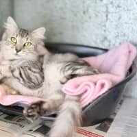Photo of Kiwi