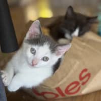 Photo of Miko   12 Week Old Domestic Shorthair