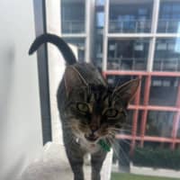 Photo of Nova