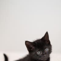 Photo of Toffee