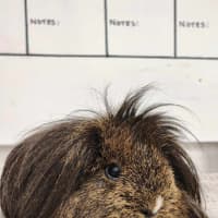 Photo of 🧉 Cola 6177 🧉