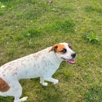 Photo of Peppa *$350 Adoption Fee* 