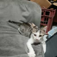 Photo of Madelena *9 Lives Project Rescue*