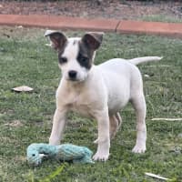 Photo of Rosie