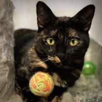 Photo of Rizzo