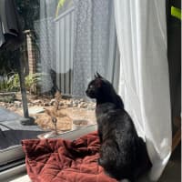 Photo of Vader
