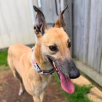 Photo of Marie The Greyhound