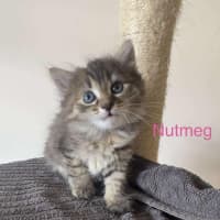 Photo of Nutmeg