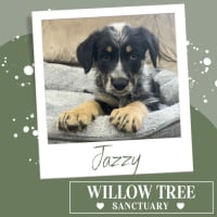 Photo of Jazzy