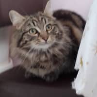 Photo of Lily