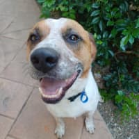 Photo of Russell *$150 Adoption Fee*