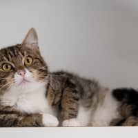 Photo of Winston