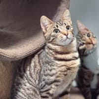 Photo of Purrcilla Queen Of Squeaks