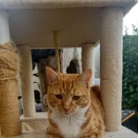 Photo of Eddie *9 Lives Project Rescue*