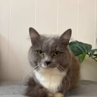 Photo of Henry