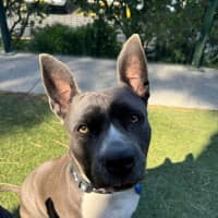 Photo of Tillie