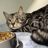 Photo of Macaroni Bob