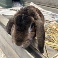 Photo of Taz