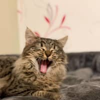 Photo of Hakuna