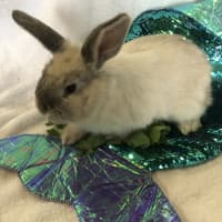 Photo of Juliette (Bonded To Celine)