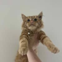 Photo of Simba   In Foster Care In Pakenham