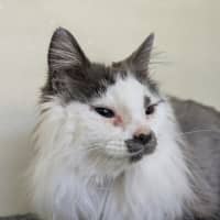 Photo of 🎪 Elmo 5400 🎪