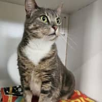 Photo of Pocket Rocket