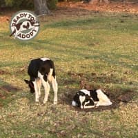 Photo of Theo And Leo