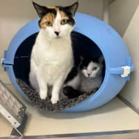 Photo of 🎡 Angelica 5623 🎡